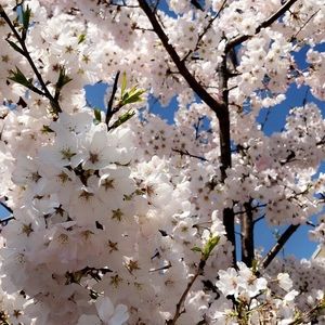 Meet your Posher, Nieo